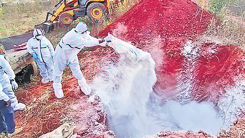 Experts cull 442 chicken at Varadahalli in Chikkaballapur on Friday 