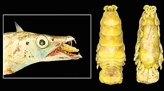 Image of the parasitic isopod Lobothorax Bharat