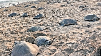 Representative image of Olive Ridley turtles.