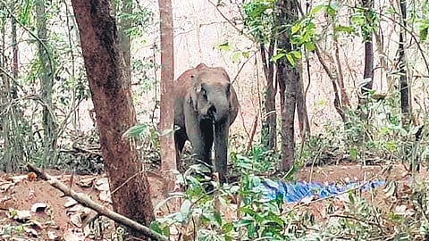 A wild elephant quenching thirst at the waterhole created by the staff of Inchathotty forest station near Kothamangalam | Express