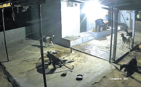 Yet again, a leopard killed four goats at Onappalayam near Thondamuthur in the wee hours on Saturday.