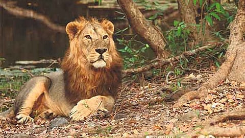 Officials say investigations are ongoing, and results from blood tests will determine whether these recent deaths are isolated or symptomatic of a larger problem.