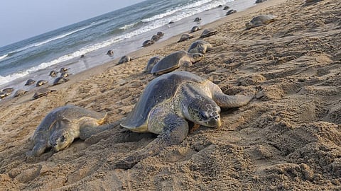 Olive Ridley mass nesting in Rushikulya rookery.