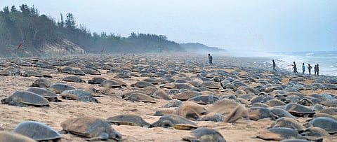 The spectacle of Olive Ridleys at Rushikulya beach in Ganjam district 