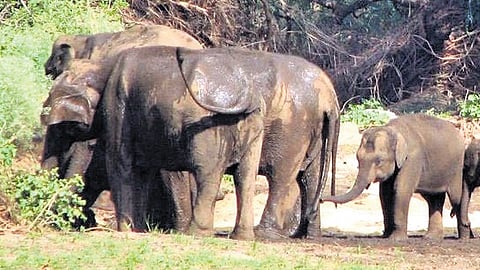 The wild elephants have forayed into the human habitations more than 3,300 times annually in the last three years
