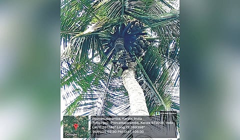 Coco-bot in operation 