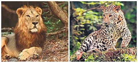 Officials say investigations are ongoing, and results from blood tests will determine whether these recent deaths are isolated or symptomatic of a larger problem.