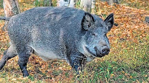 Representative image