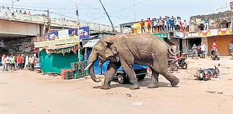 The tusker at Jaraka Bazaar in Jajpur on Wednesday