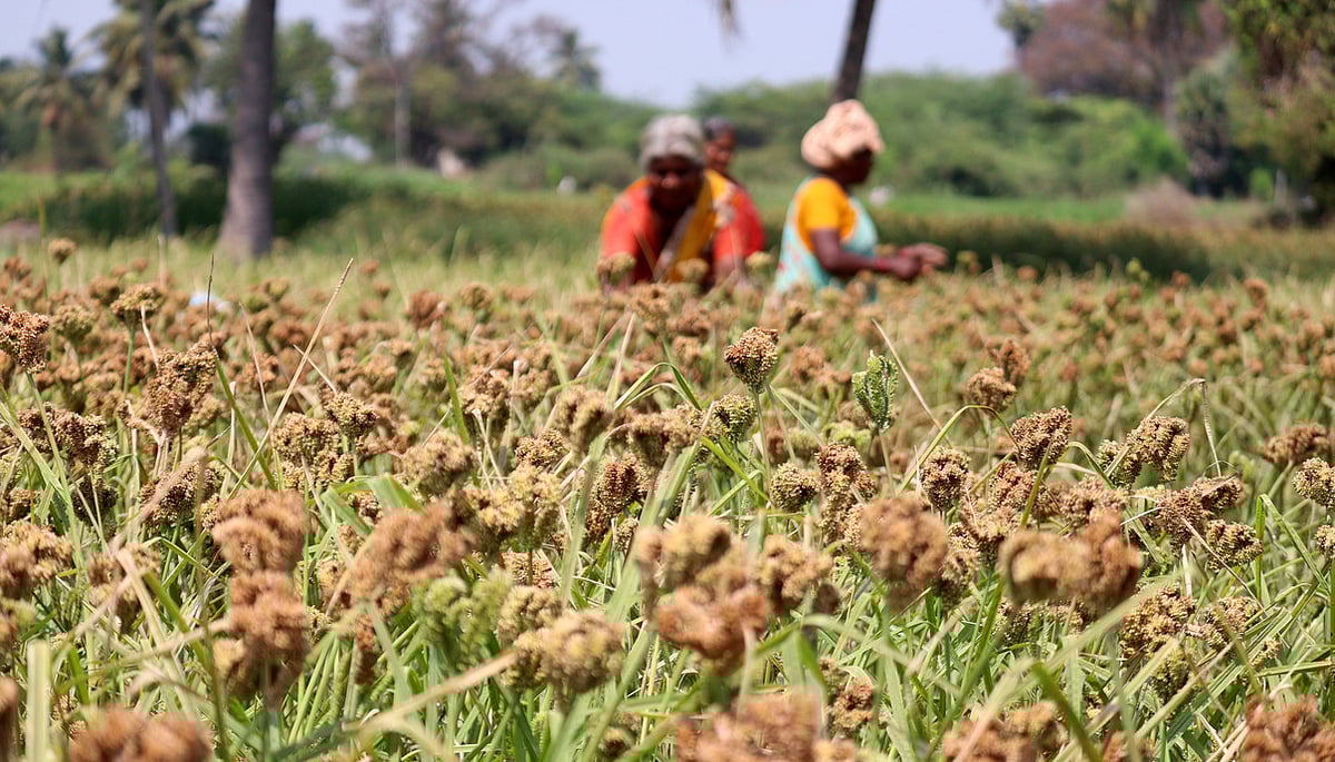 Odisha unveils India’s first declaration recognising women farmers as drivers of resilience and heritage