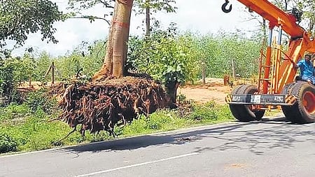 Representative image of translocating trees.