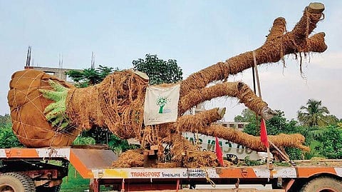 Representational image of trees being translocated.