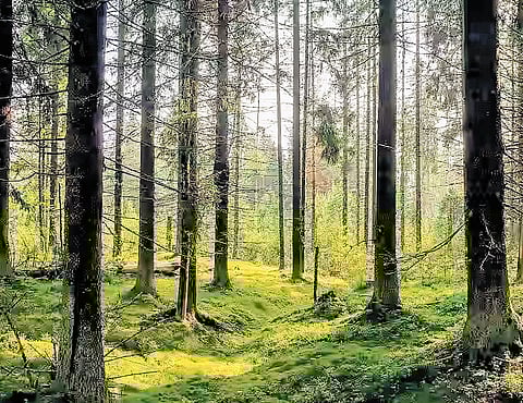 Concerns flagged over green credit rules, SC intervenes