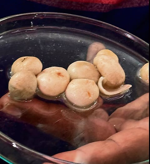 Kurkure chhatu is a wild edible mushroom commonly found in the forests of Bankura and Birbhum in West Bengal