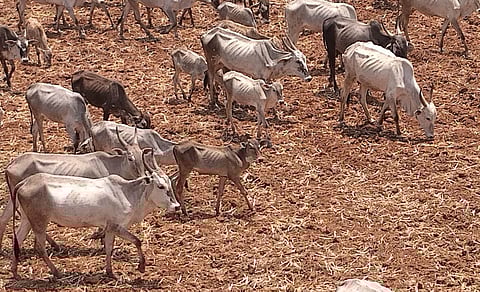 A file picture of cattle grazing near a dry field near Palacode. 