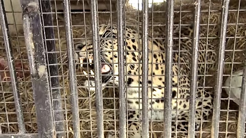 Recent reports indicate that the number of man-eating leopards in the area has increased from six to sixteen in a short span of time.