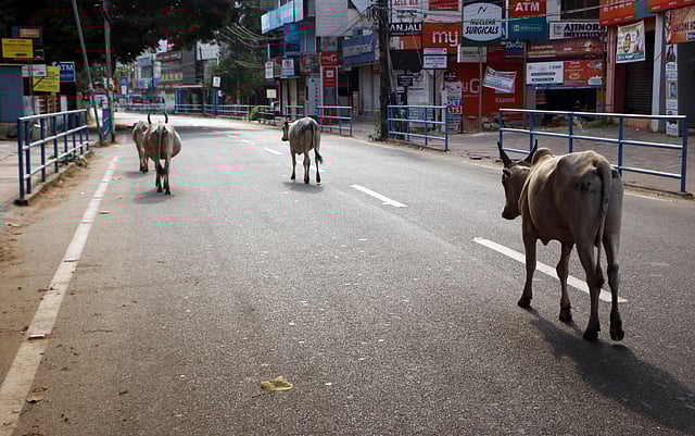 A deserted road in Kozhikode during lockdown 