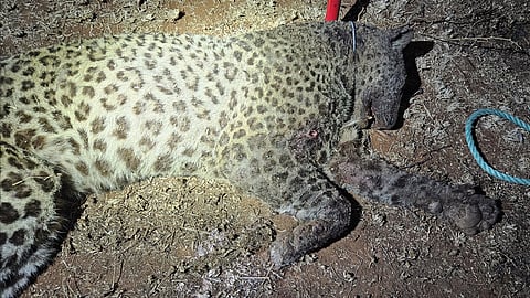 The animal’s right and upper and lower canines were also broken and other bite marks in the body.