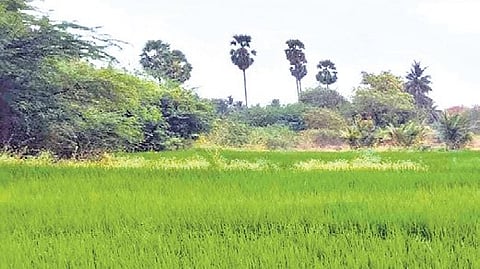 Only fodder sorghum for livestock was cultivated during the rainy season.