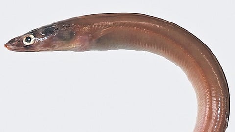 A study stated that the species has been named ‘tamilicum’ in reference to Tamil language. 