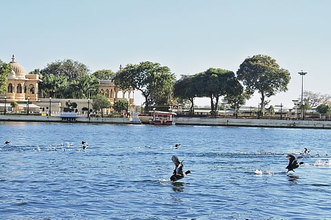 Tell it to the birds