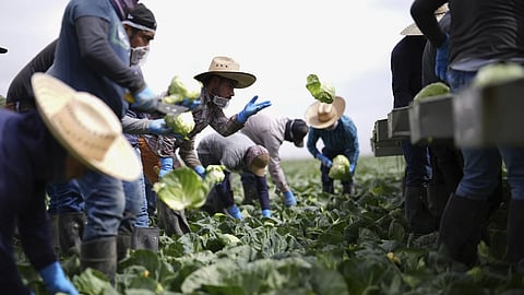 Workers harvest cabbage Wednesday, March 5, 2025, on a field less than 10 miles from the border with Mexico, in Holtville, Calif.