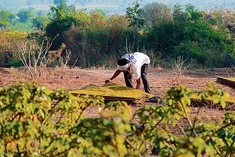 What is the controversy over Green Credit Rules all about