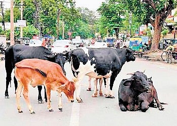 NHAI proposes cattle shelters every 50 km along highways