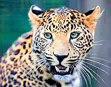 Srinagar Diary | Human-animal conflict on the rise in J&K