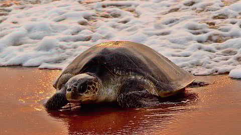 Kerala shore says ahoy to olive ridley turtles  
