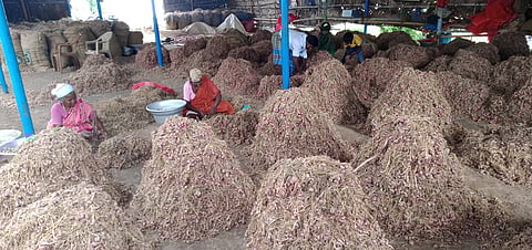 Shallot cultivation in Perambalur.