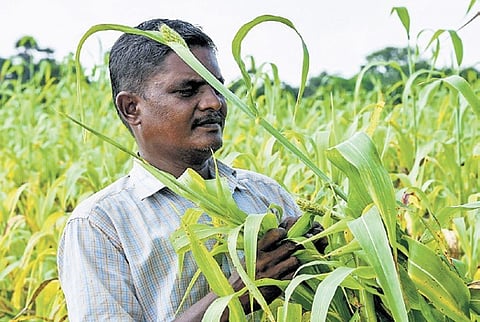 Millets cultivation farmland near Tiruchy