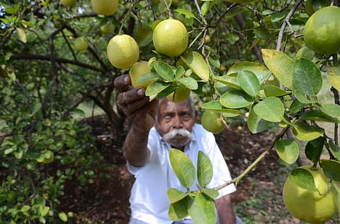 Despite occasional fluctuations in prices, farmers believe that lemon offers a minimum guaranteed income. 