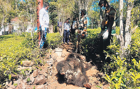 The five-year-old sloth bear electrocuted at Nonsuch in Coonoor 