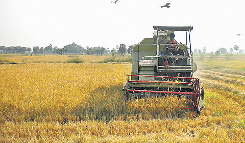A farmer at work at an organic paddy field in Nagapattinam district 