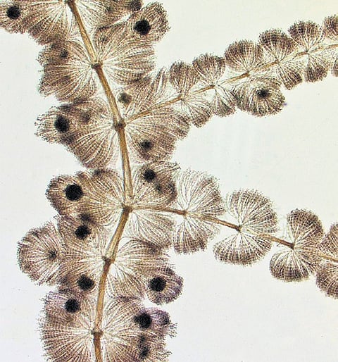 The newly discovered red algae