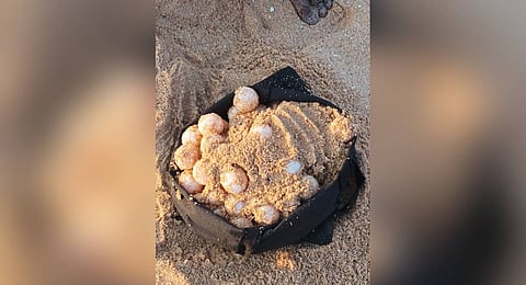 The eggs of Olive Ridley Turtles collected from Kanniyakumari district coast.