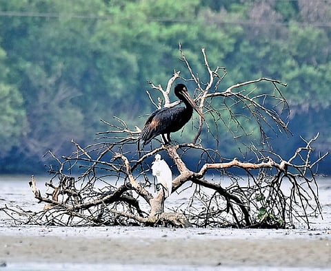The TNPCB’s original order had threatened CPCL with closure and disconnection of electricity if the amount wasn’t paid, following an environmental impact assessment by IIT-M and a technical team’s review. 
