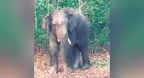 The tusker in Banida village 