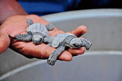 Olive Ridley hatchlings need safe shores, not selfies