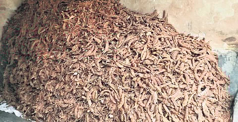 Adverse climatic conditions, including persistent fog, have significantly impacted tamarind production