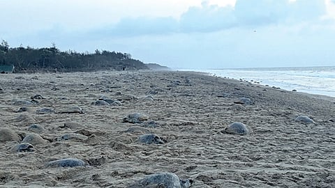 Turtles laying eggs at Rushikulya on Monday.
