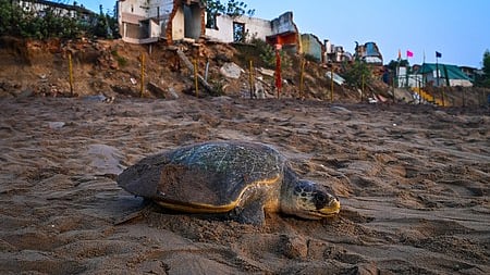 Olive Ridley turtles laying eggs as the mass nesting of turtles begins on Rushikulya beach of Ganjam district of Odisha