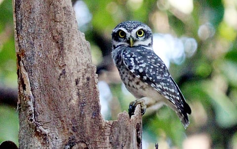 Owls are fully protected under the Wildlife (Protection) Act, 1972 (as amended in 2022).