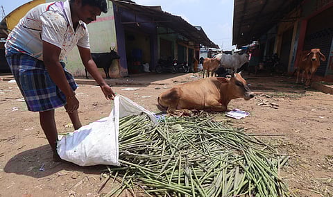 On an average, a trader dumps nearly 10 to 25 bags of drumsticks  in waste bins