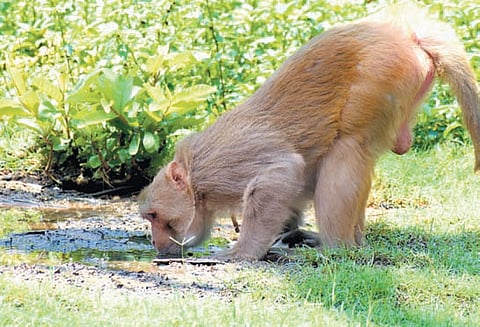 A monkey spotted quenching its thirst at a waterhole in Tirupati 