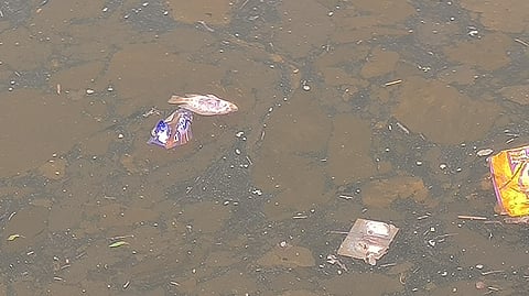 The water of the Bhavani River turned yellowish due to a mixture of pollutant content.