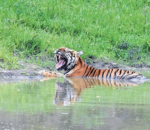 In Maharashtra, between January and April 2025, a total of 22 tigers, 40 leopards and 61 other wild animals were allegedly killed due to various reasons.