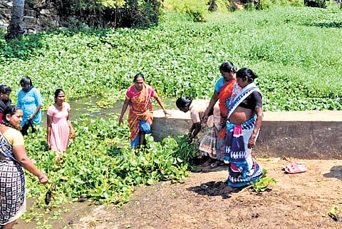 Women seen collecting hyacinth from a water body in West Godavari dist.