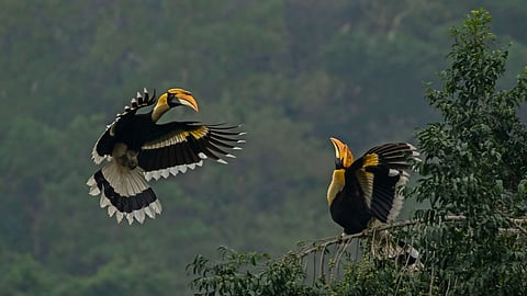 Malabar Pied-Hornbills